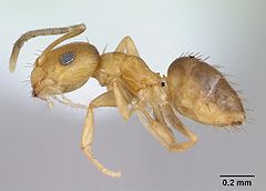 Brachymyrmex aphidicola casent0173474 profile 1.jpg