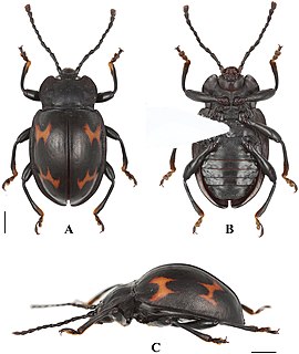 <span class="mw-page-title-main">Endomychidae</span> Family of beetles