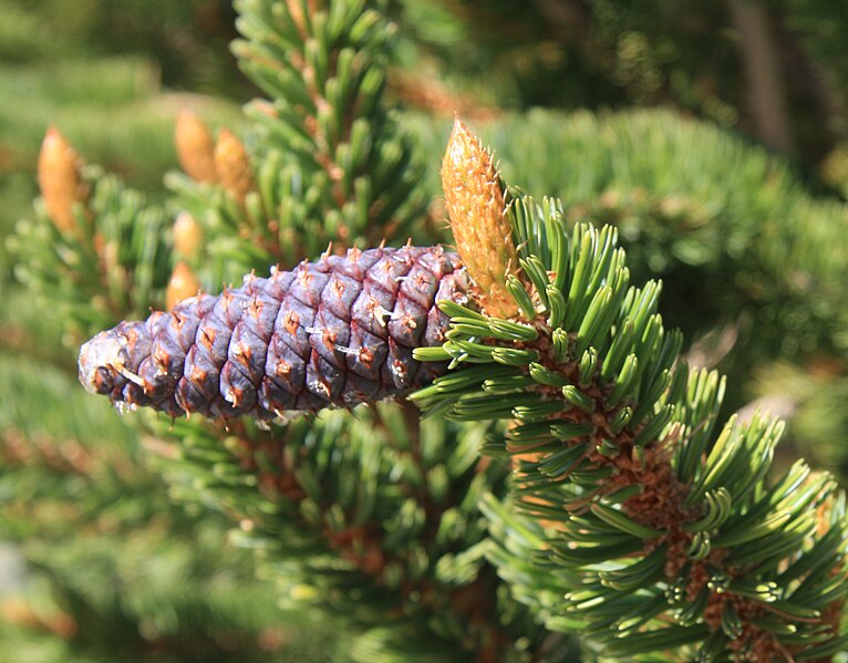 File:Bristlecone Pinus longaeva young cone.jpg