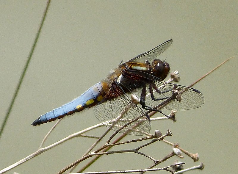 File:Broad- bodied Chaser Mature Male. Libellula depressa - Flickr - gailhampshire.jpg