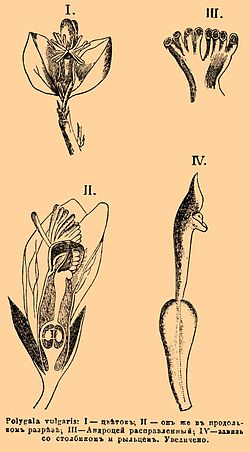 Brockhaus and Efron Encyclopedic Dictionary b25_475-0.jpg