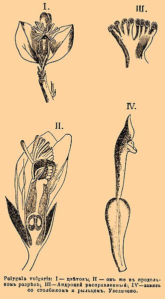 File:Brockhaus and Efron Encyclopedic Dictionary b25 475-0.jpg