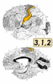 ブロードマンの脳地図における3、1、2野。上が外側面、下が内側面。