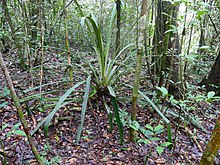 Bromeliad (Disteganthus gracieae) (39586155641) .jpg