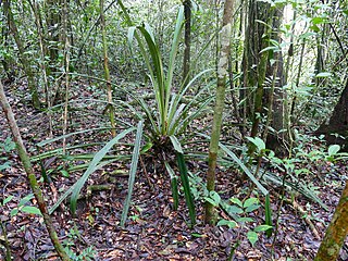 <i>Disteganthus</i> Genus of flowering plants