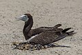 * Nomination Brown booby (Sula leucogaster plotus) female --Charlesjsharp 08:53, 24 January 2024 (UTC) * Promotion  Support Very good quality --George Chernilevsky 10:52, 24 January 2024 (UTC)