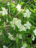 Vorschaubild für Brunfelsia nitida