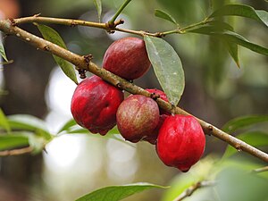 Früchte von Phaleria macrocarpa