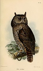 Thumbnail for Shelley's eagle-owl