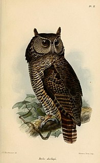 <span class="mw-page-title-main">Shelley's eagle-owl</span> Species of owl