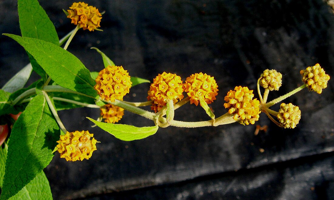 Buddleja araucana