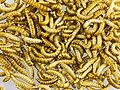 Buffaloworms as food-2392.jpg