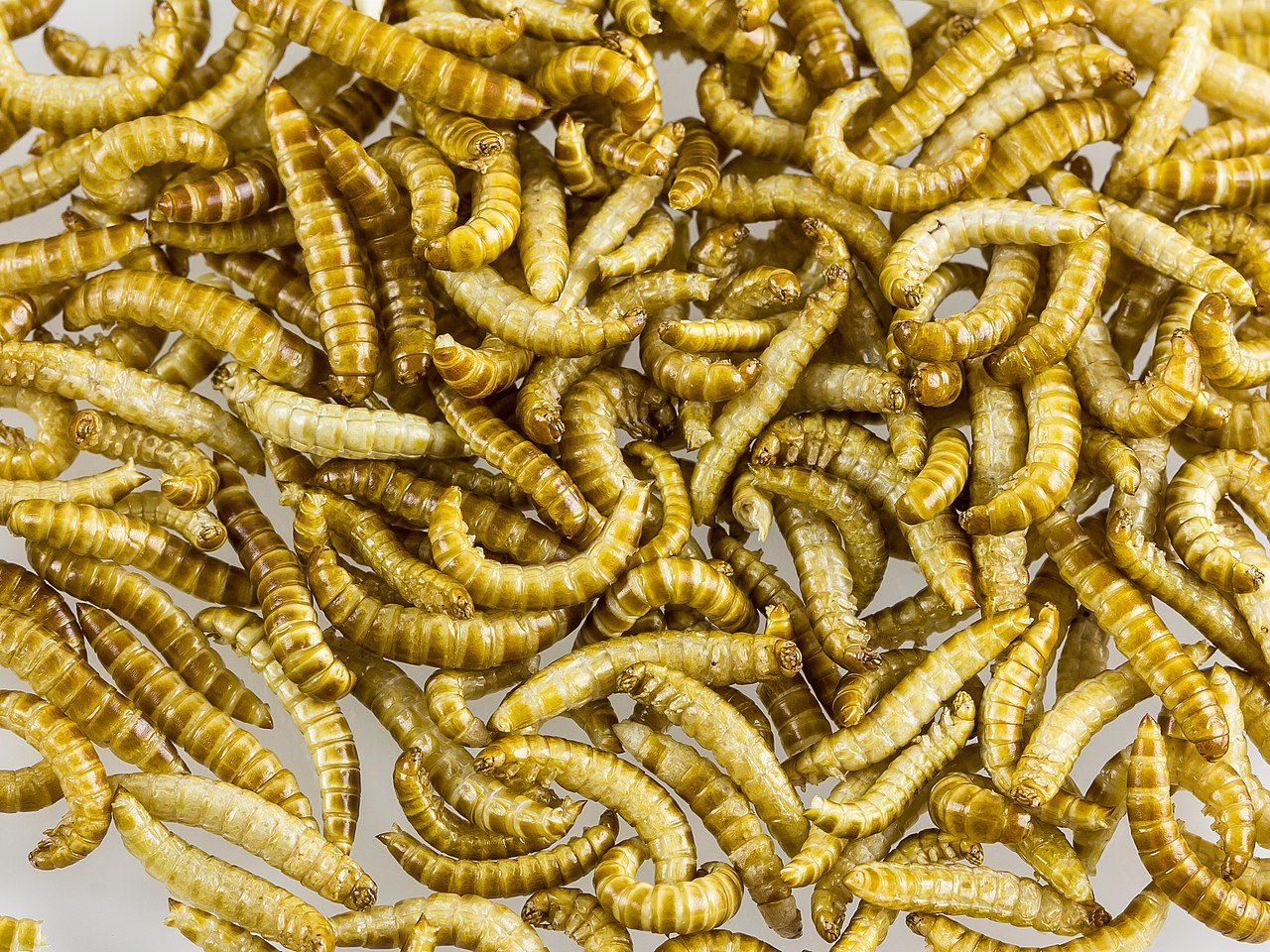 ORIGINAL FILE NAME: Buffaloworms_as_food-2392.JPG CAPTIONS IN DIFFERENT LANGUAGES: EN: DE: SV: Ätbara insekter – fotokredit till Raimond Spekking FI: LINK IN CAPTION / LINK TO SOURCE: https://en.wikipedia.org/wiki/Alphitobius_diaperinus#/media/File:Buffaloworms_as_food-2392.jpg IMAGE ADDRESS: https://upload.wikimedia.org/wikipedia/commons/thumb/2/20/Buffaloworms_as_food-2392.jpg/1280px-Buffaloworms_as_food-2392.jpg DOWNLOAD PLATFORM: Flickr TITLE: Freeze-dried larvae of the litter beetle (buffalo worms) as food, or food ingredient KEYWORDS: buffalo worms, Party Bugs AUTHOR: Raimond Spekking COMMENTS: COPYRIGHT: © Raimond Spekking / CC BY-SA 4.0 (via Wikimedia Commons) THIS INFORMATION WAS VALID ON 2.4.2021