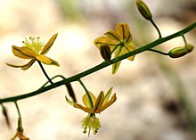 Detail of flowers Bulbine alooides Prague 2011 1.jpg