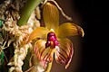 Bulbophyllum pustulatum