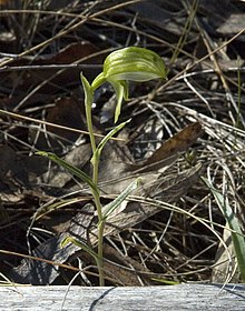 Bunochilus melagrammus (syn Pterostylis melagramma).jpg