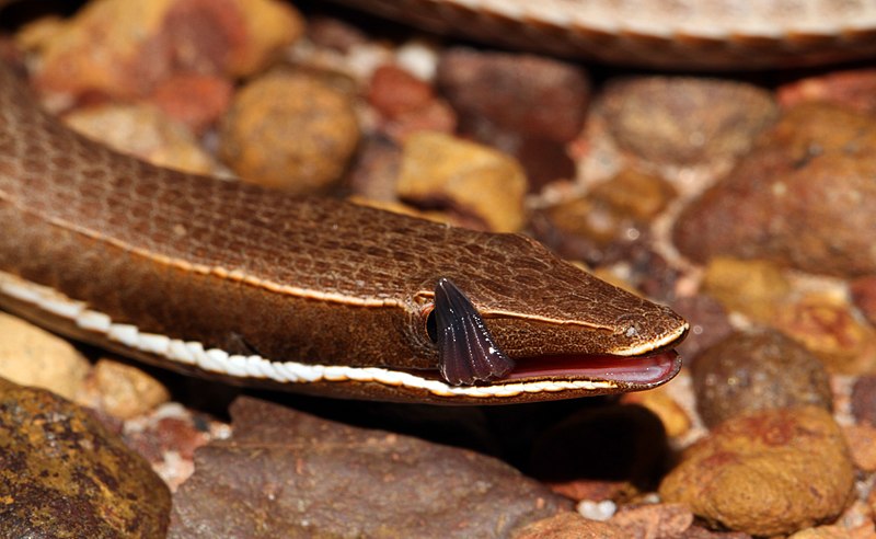 File:Burton's legless lizard headshot.jpg