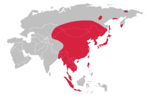 Taigabussard: Merkmale, Geografische Variation, Stimme