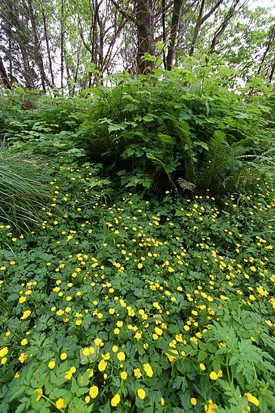 File:Buttercups and dense foliage (5946342092).jpg
