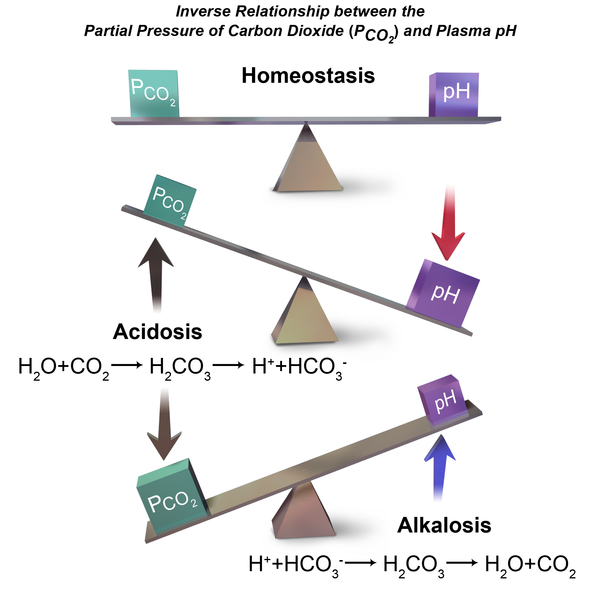 File:CO2 & pH.png