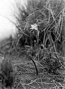 Thelymitra javanica