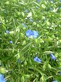 Commelina communis var. hortensis