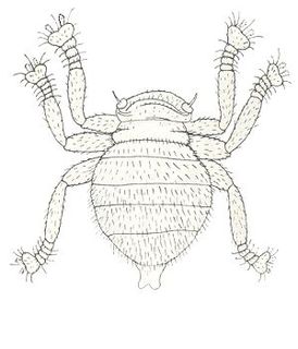 <i>Braula coeca</i> Species of fly