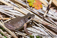 Description de l'image Cajun Chorus Frog (Pseudacris fouquettei).jpg.