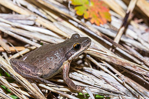 Cajun Chorus Frog (Pseudacris fouquettei).jpg