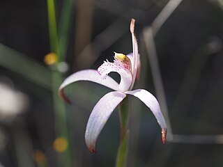 <i>Caladenia hirta</i> subsp. <i>rosea</i> subspecies of plant