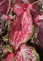 Caladium 'Blushing Bride' Leaf.JPG