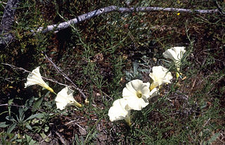<i>Calystegia stebbinsii</i> Species of morning glory