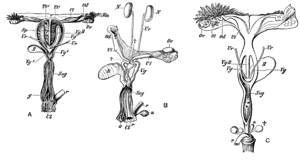 Female reproductive anatomy of several marsupial species