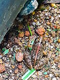 Thumbnail for File:Camouflage Rio Grande leopard frog - Sri Lanka.jpg