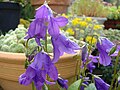 Campanula collina