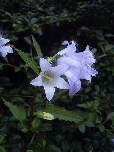 File:Campanula trachelium.jpg