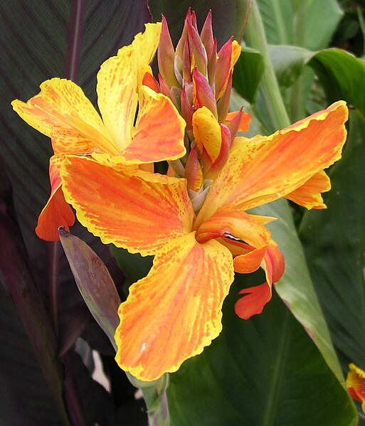 File:Canna AnettaDalebo 01.JPG