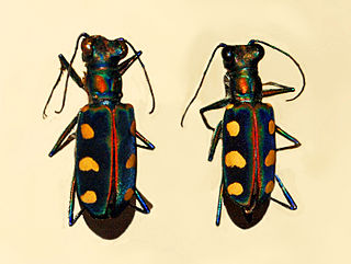 <i>Cicindela aurulenta</i> species of insect