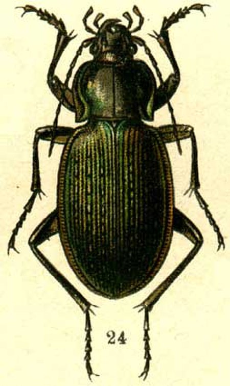 Carabus gebleri