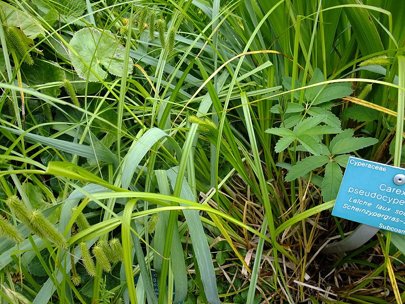 File:Carex pseudocyperus plant (08).jpg