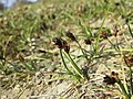 Carex stenophylla (subsp. stenophylla) sl90.jpg