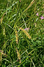 Carex vesicaria 1.jpg