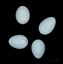 A clutch of eggs Carpodacus erythrinus erythrinus MHNT.ZOO.2010.11 Vyborg.jpg