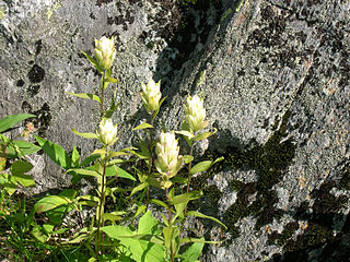 <i>Castilleja septentrionalis</i>