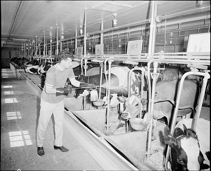 File:Cattle being sprayed with an experimental insecticide at the Ontario Agricultural College (I0004497).jpg