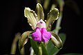 Cattleya bicolor subsp. bicolor