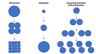 Cell proliferation Biological process of growth and division