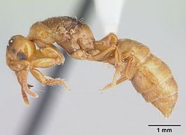 Centromyrmex brachycola