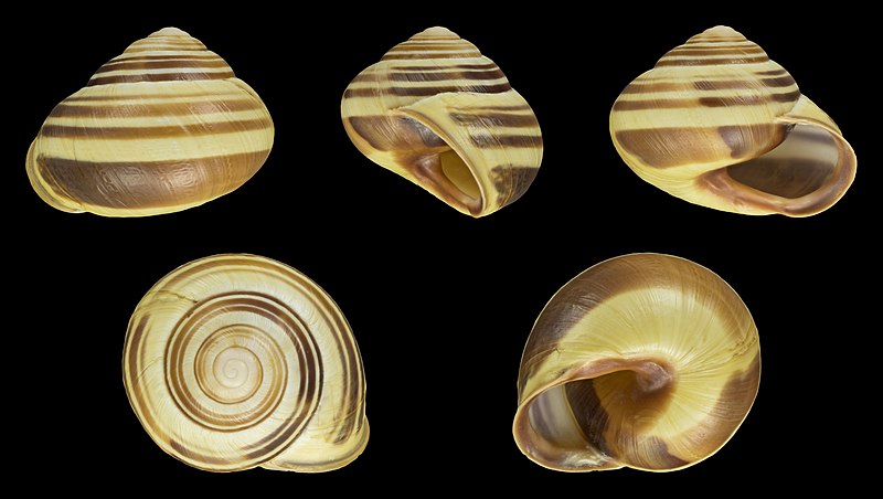 File:Cepaea nemoralis - Shell 36.jpg