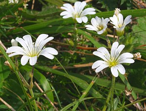 Cerastium Alpinum